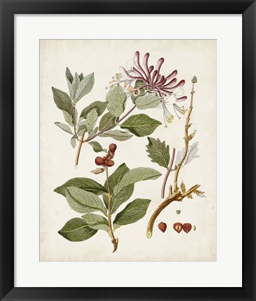 Framed Vintage Flowering Trees III Print