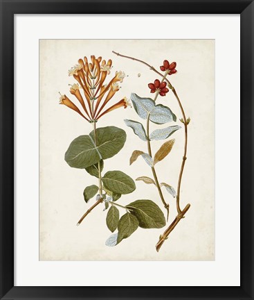 Framed Vintage Flowering Trees IV Print