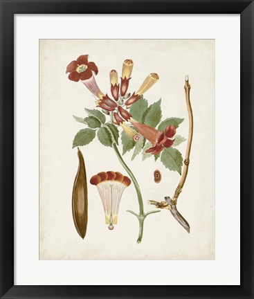 Framed Vintage Flowering Trees V Print