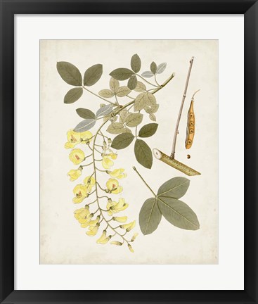 Framed Vintage Flowering Trees VII Print