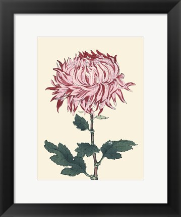 Framed Chrysanthemum Woodblock IV Print