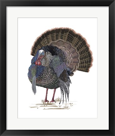 Framed Turkey Study II Print