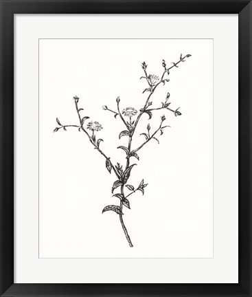 Framed Wild Bloom Sketch II Print