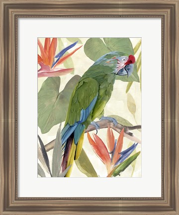 Framed Tropical Parrot Composition I Print