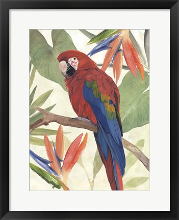 Framed Tropical Parrot Composition II Print