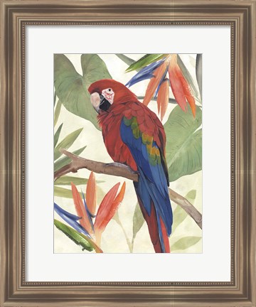 Framed Tropical Parrot Composition II Print