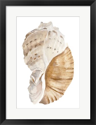 Framed Seashell I Print