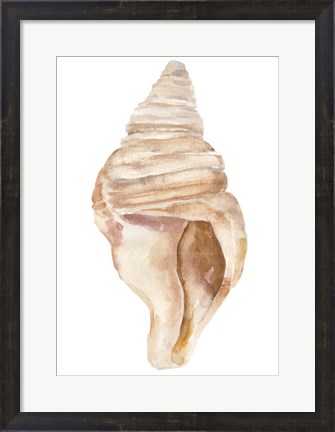 Framed Seashell II Print