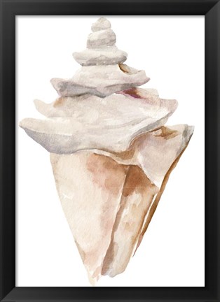 Framed Seashell III Print