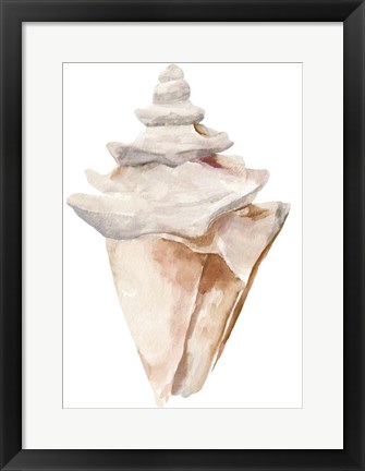 Framed Seashell III Print