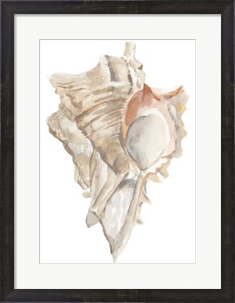 Framed Seashell IV Print