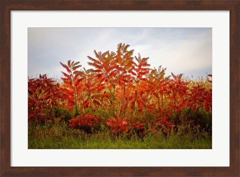 Framed Autumn Sumac Print