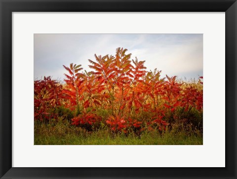 Framed Autumn Sumac Print