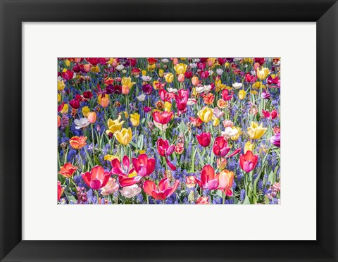 Framed Kuekenhof Tulips II Print