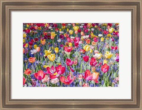 Framed Kuekenhof Tulips II Print