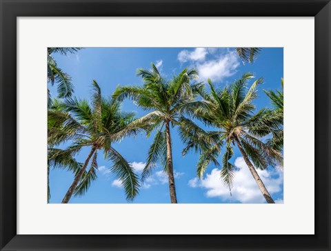 Framed Palawan Palm Trees I Print