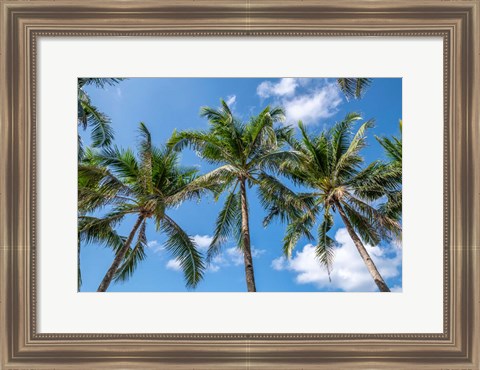 Framed Palawan Palm Trees I Print