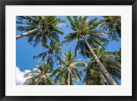 Framed Palawan Palm Trees II Print