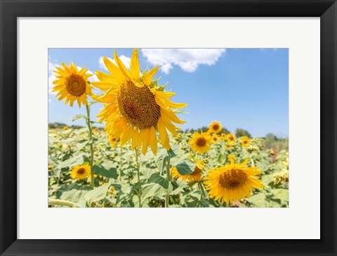 Framed Sunflowers I Print