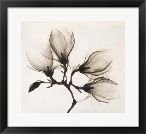 Framed Branch with Four Magnolias, 1910-1925 Print