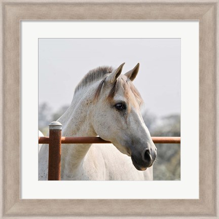 Framed White Horse 3 Print