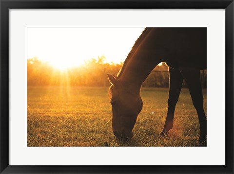 Framed Sunset Grazing I Print