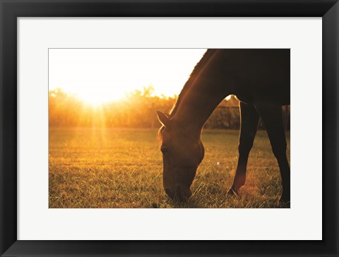 Framed Sunset Grazing I Print