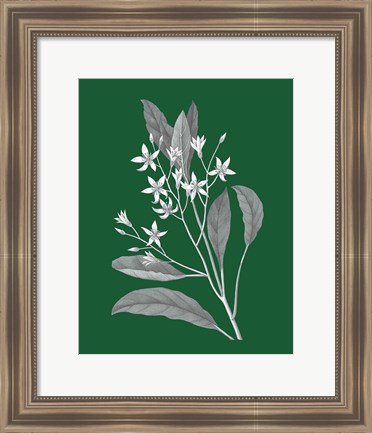 Framed Green Botanical V Print