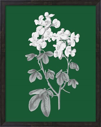 Framed Green Botanical III Print