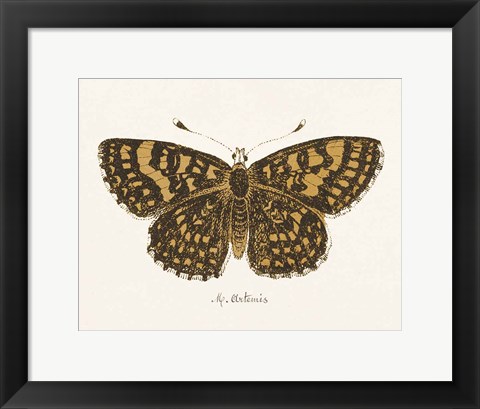 Framed Antique Butterfly II Print