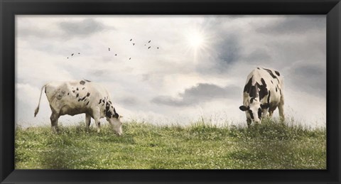 Framed Grazing Dairy Cattle Print