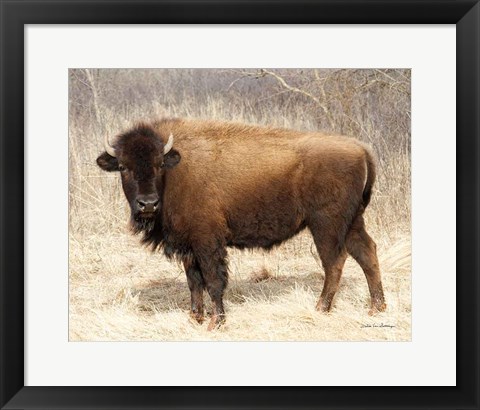 Framed American Bison I Print