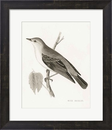 Framed Engraved Birds III BW Print