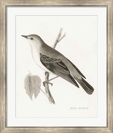 Framed Engraved Birds III BW Print