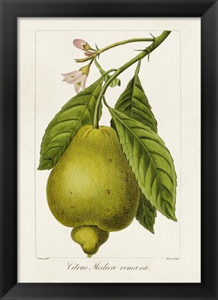 Framed Antique Citrus Fruit III Print