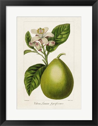 Framed Antique Citrus Fruit IV Print