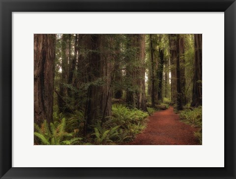 Framed Walk in the Woods I Print