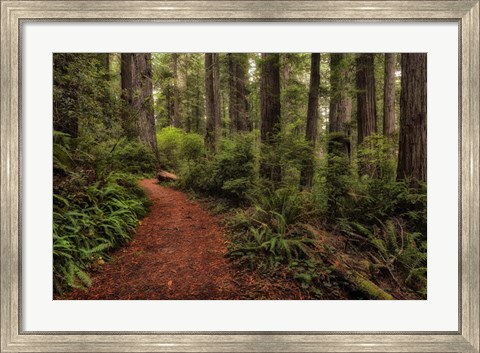 Framed Walk in the Woods II Print