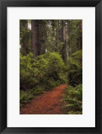 Framed Forest Path III Print