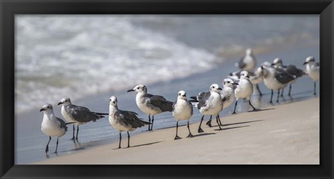 Framed What&#39;s Up Gulls Print