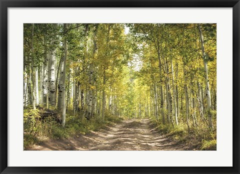 Framed Aspen Drive Print