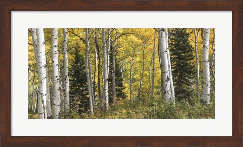 Framed Aspen Panorama Print