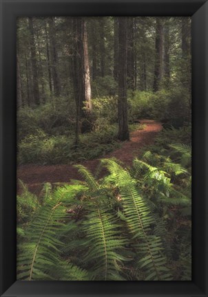 Framed Fern Lined Path Print