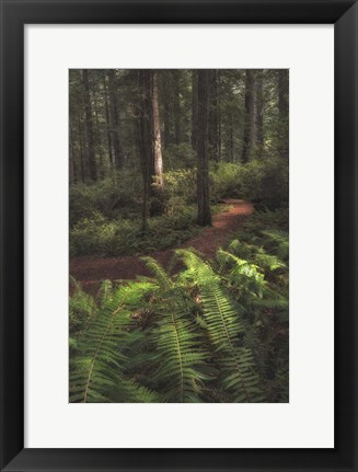 Framed Fern Lined Path Print