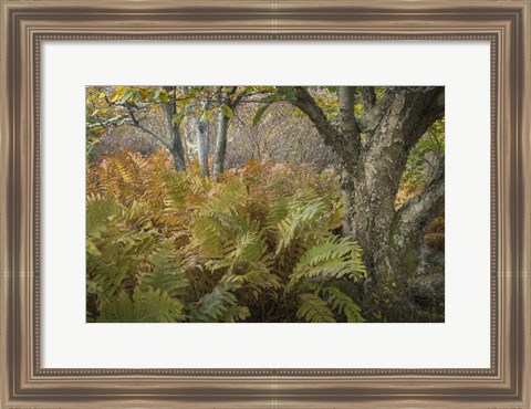 Framed Autumn Ferns Print