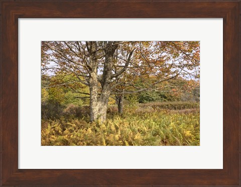 Framed Maple and Ferns Print