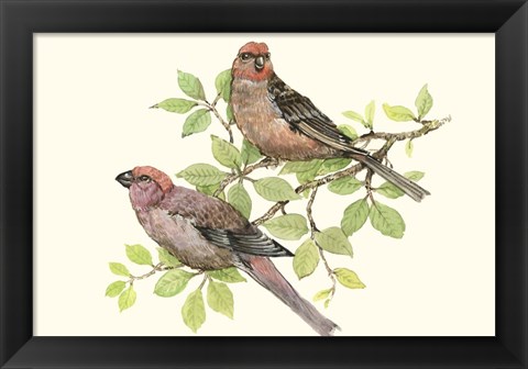 Framed Song Birds II Print