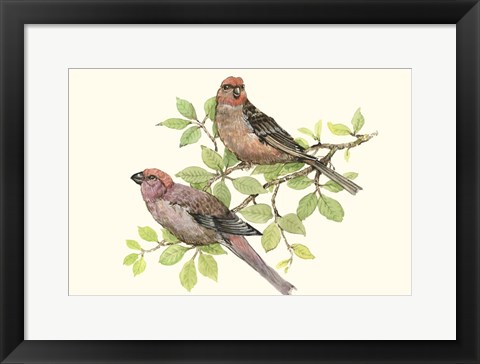 Framed Song Birds II Print