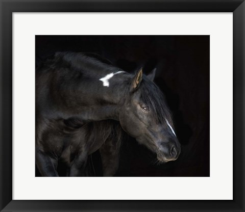 Framed Equine Portrait IV Print