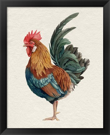 Framed Watercolor Rooster II Print